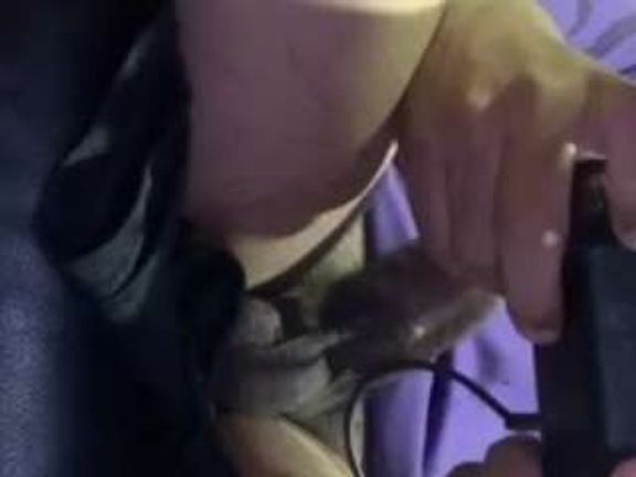 bigbrownj44