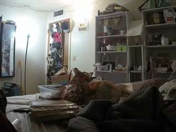 voyeurcam freakyfeline 01