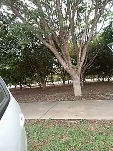 ---Red-haired-Fox---