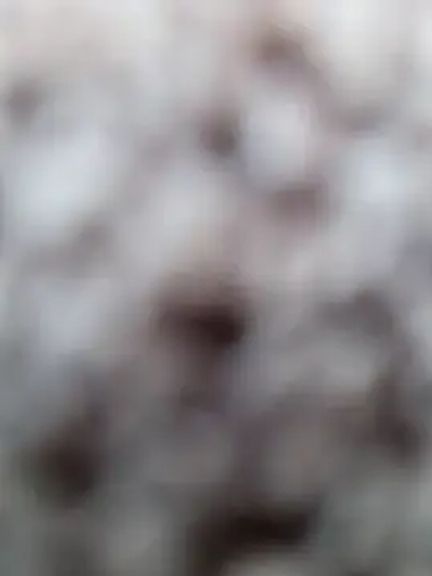 Bella_Gloria