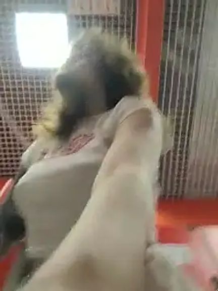 Bella_Gloria