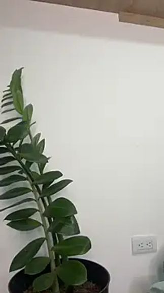 AndresXXXSHOWS