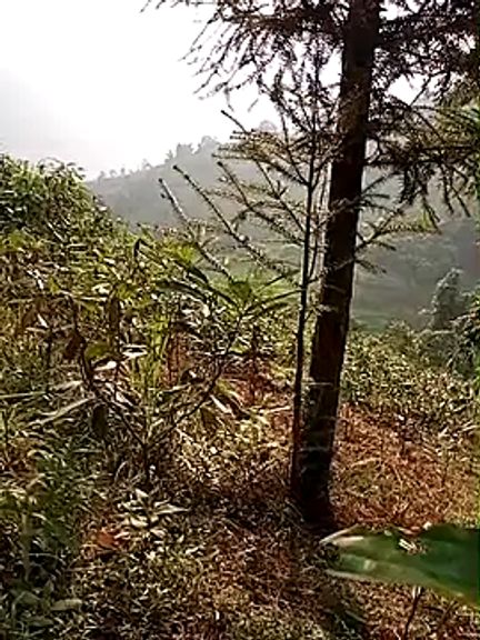 Bibilenu