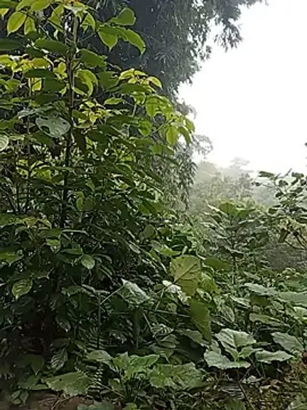Ama-ra