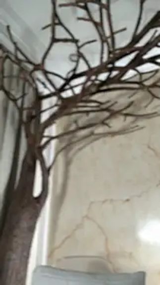 jesse_veraa_