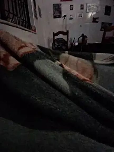 Zenfox24