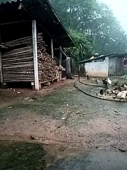 kalara_kail