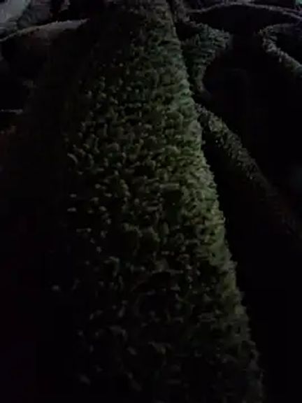 CABECUDOCTBAPRBRA