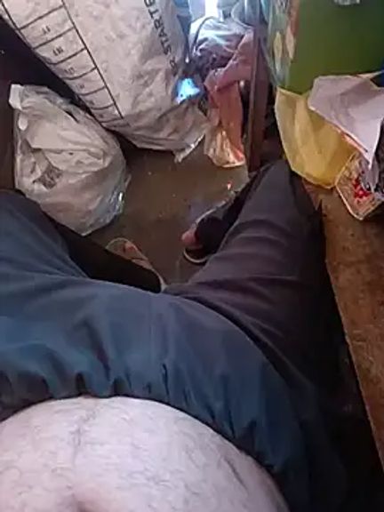 Himachali_bull_27
