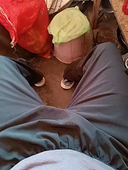 Himachali_bull_27