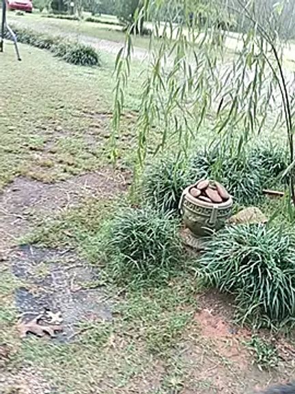 yarddog24-7