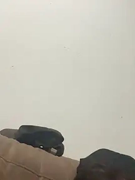 pedrosalazzi