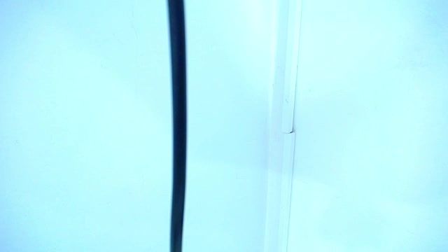Luna_swaan_